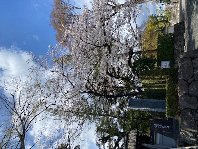 境内の桜の写真